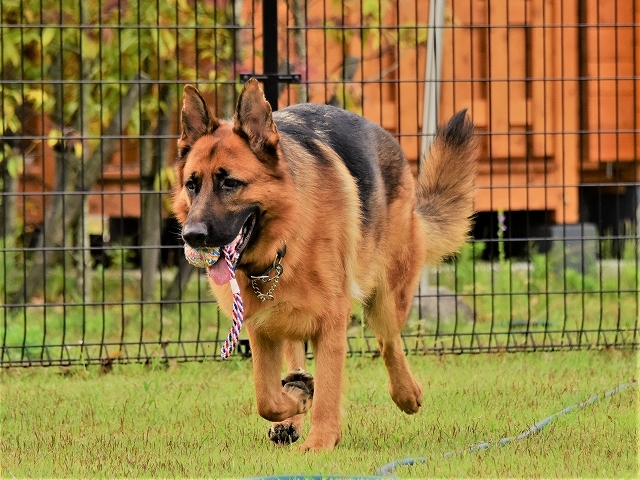 大型犬だから許されない_d0360206_20415267.jpg