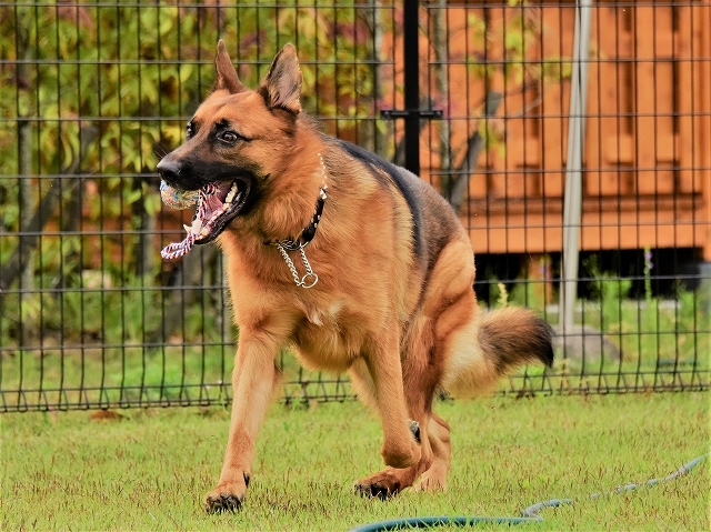 大型犬だから許されない_d0360206_20415858.jpg