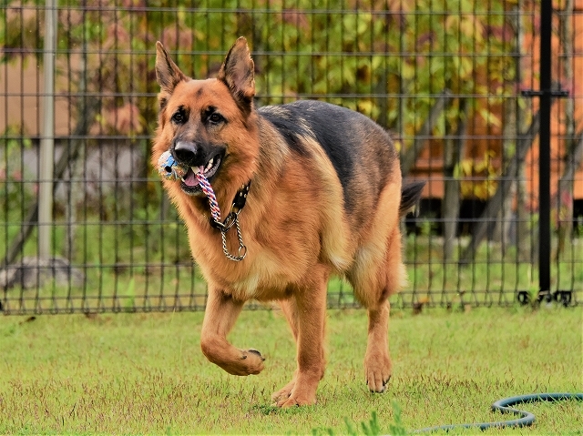 大型犬だから許されない_d0360206_20420250.jpg
