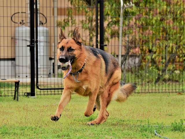 大型犬だから許されない_d0360206_20420573.jpg