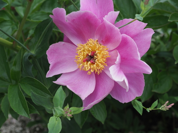 芍薬が咲いた_c0116915_23225348.jpg