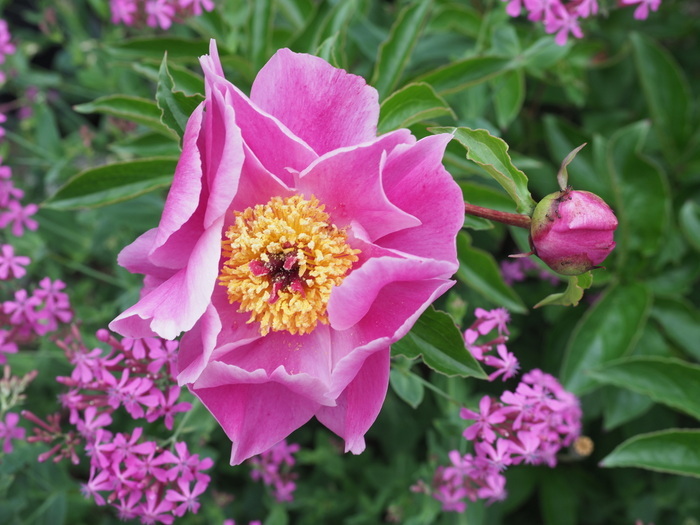 芍薬が咲いた_c0116915_23230565.jpg