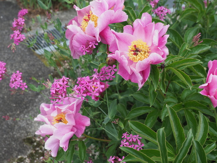 芍薬が咲いた_c0116915_23231431.jpg