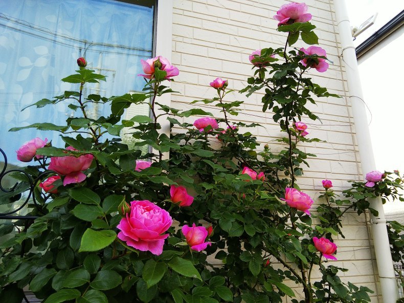 フラゴナールの開花状況とバラ咲きインパチェンス 小庭の園芸日記