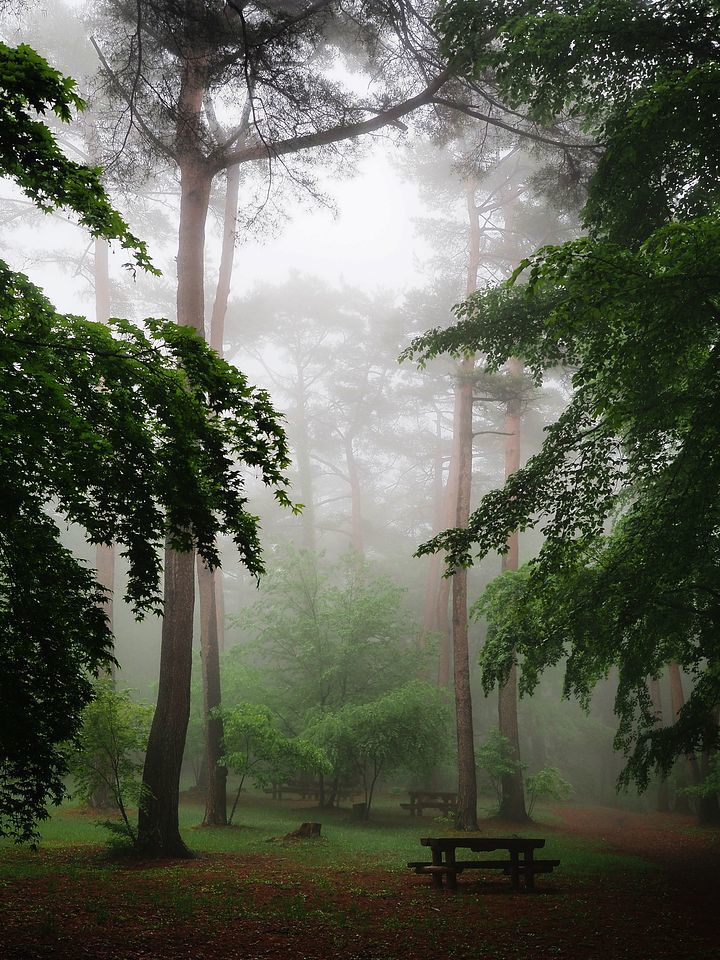 森の静謐・・・霧の赤城自然園・・・シルエットロマン（２）_a0031821_09230060.jpg