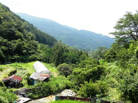 お茶挽きました 坂本屋当番_f0213825_13040245.jpg