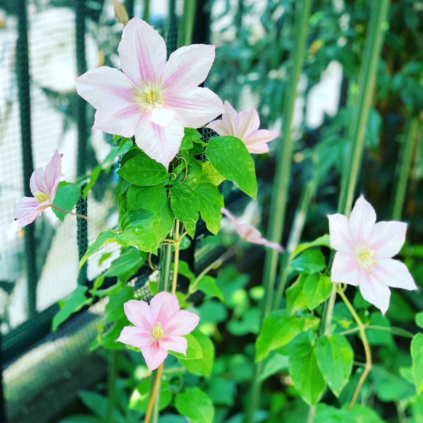クレマチス 花物語 クレマチス 花物語