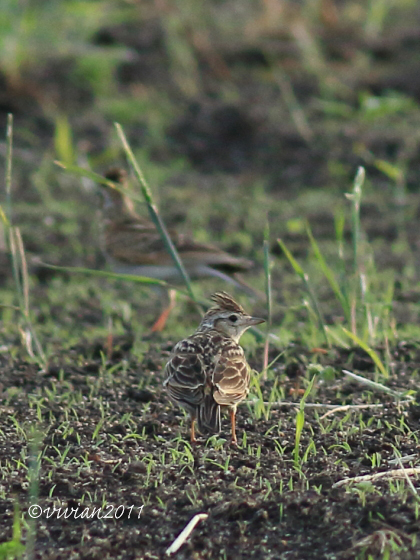 久しぶりの野鳥三昧　～那珂川、鬼怒川～_e0227942_21354848.jpg