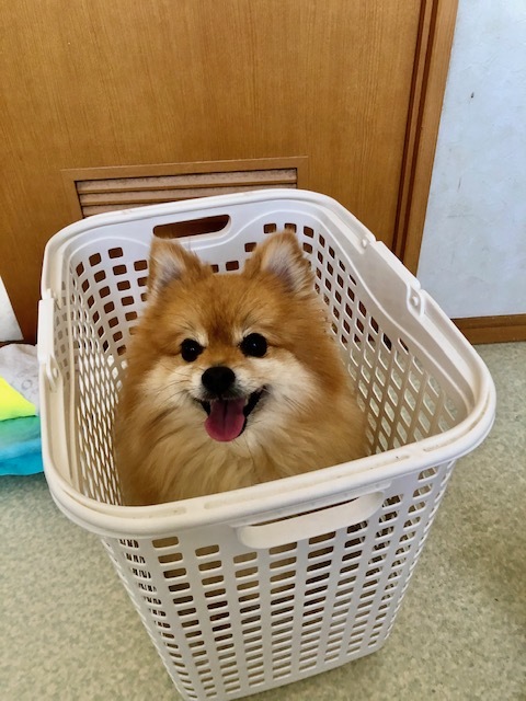 自粛中なので…_b0208246_10501832.jpg