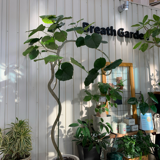 沖縄観葉 入荷復活 ブレスガーデン Breath Garden 大阪 泉南のお花屋さんです