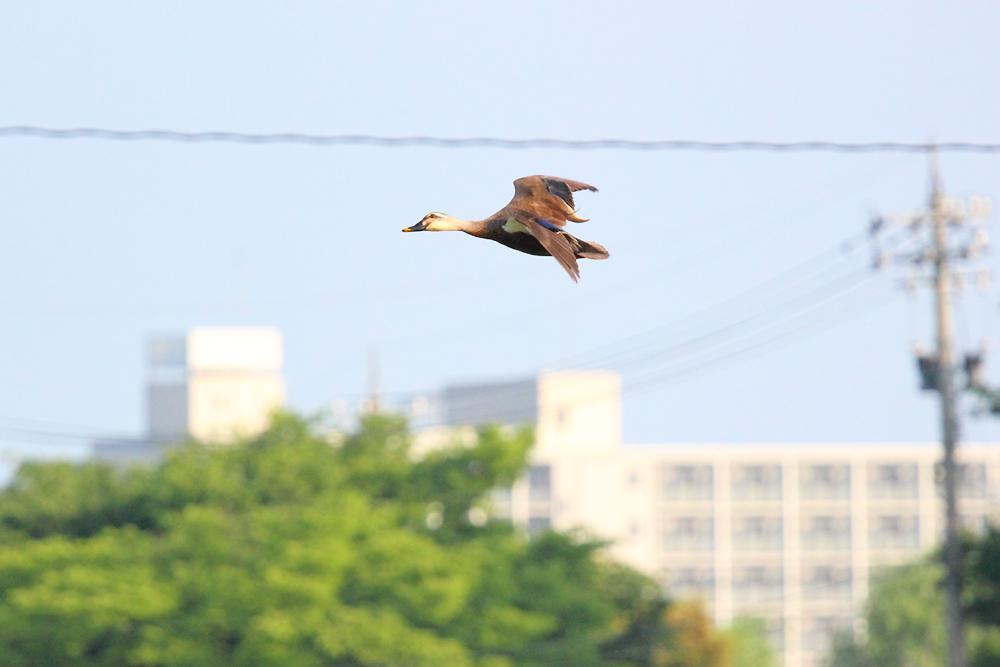 飛ぶ鳥_e0403850_20333763.jpg