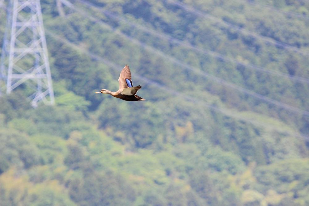 飛ぶ鳥_e0403850_20335191.jpg