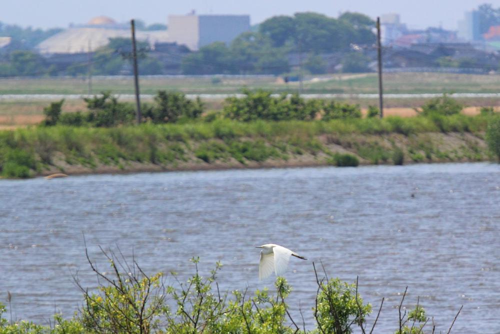 飛ぶ鳥_e0403850_20343145.jpg