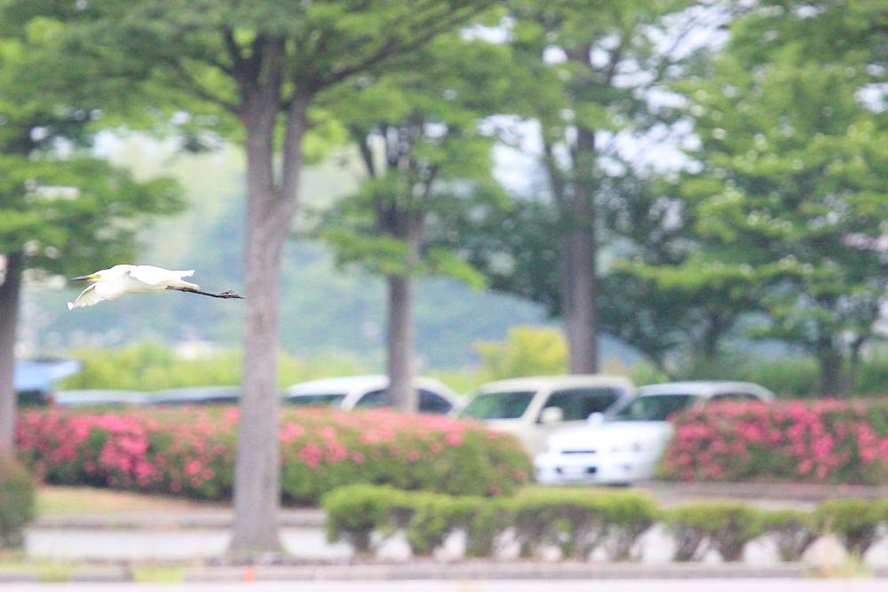 飛ぶ鳥_e0403850_20343659.jpg