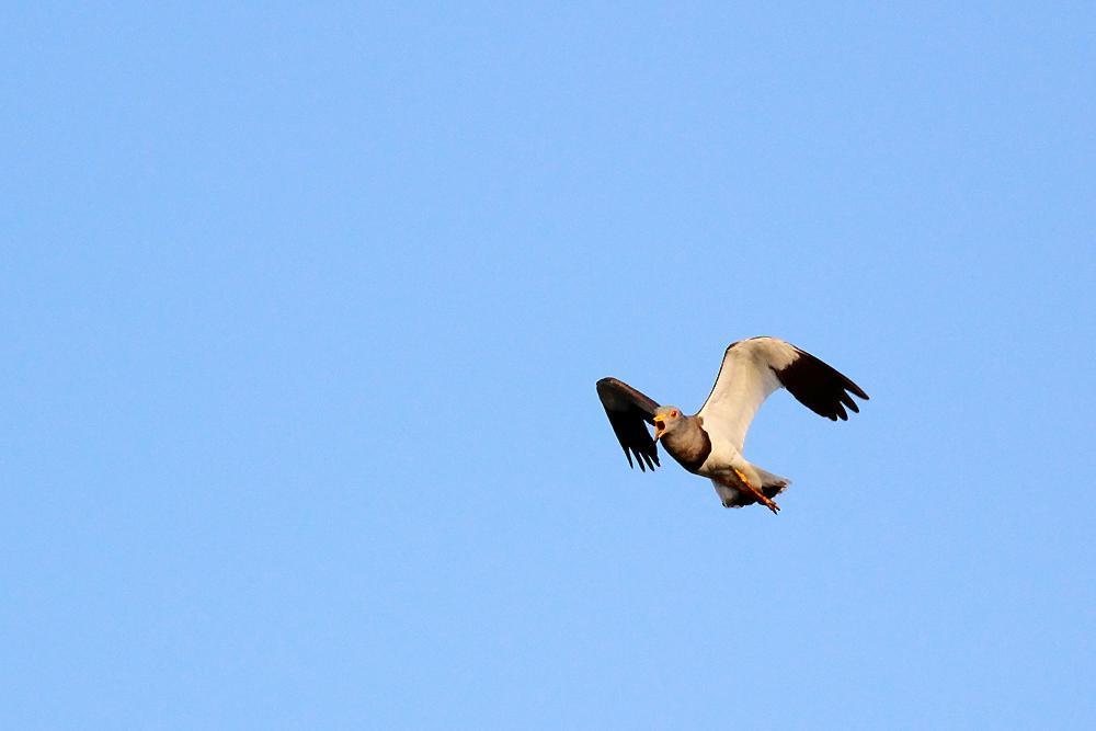 飛ぶ鳥_e0403850_20344028.jpg