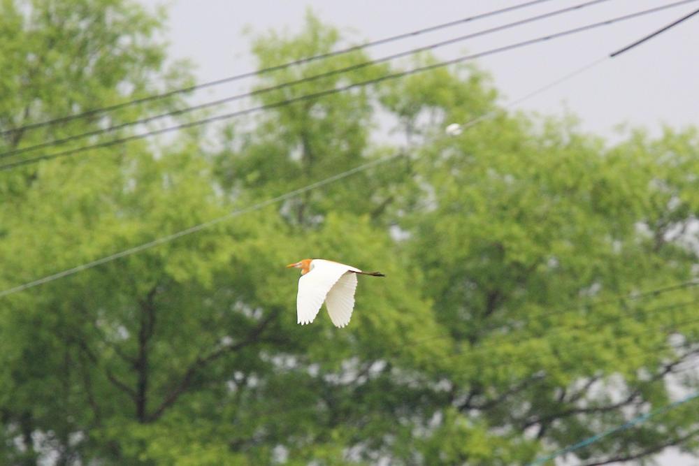 飛ぶ鳥_e0403850_20344709.jpg