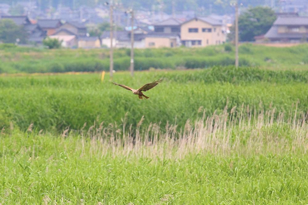 飛ぶ鳥_e0403850_20345780.jpg
