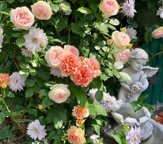 試練のバラシーズン&#127801;とカフェ♡_a0396654_21371382.jpeg