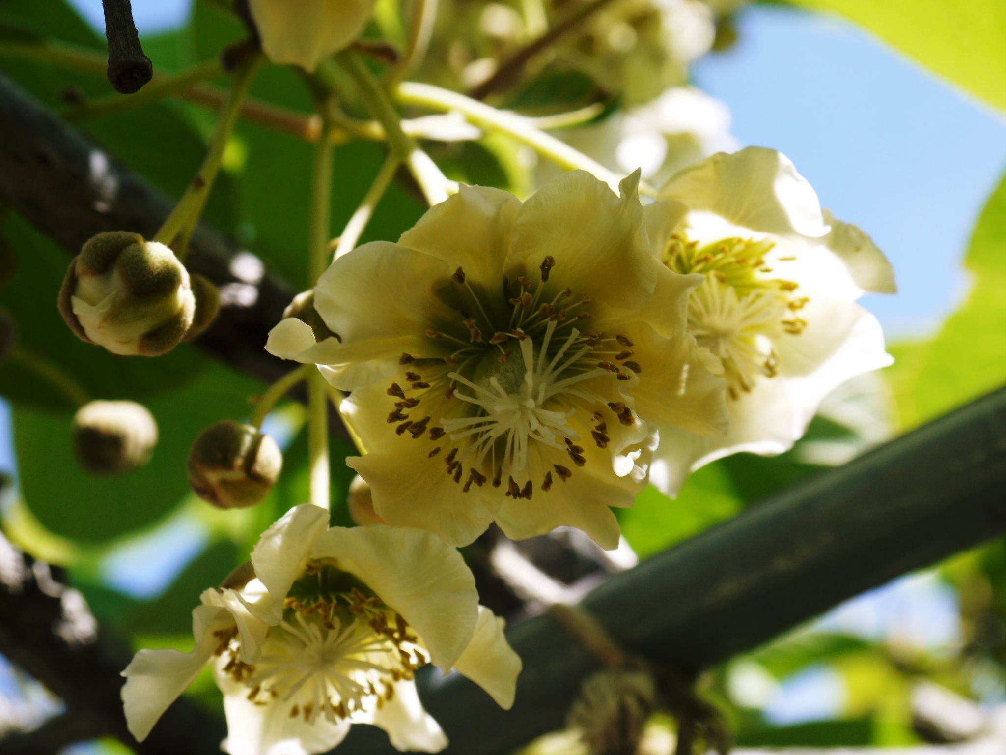 水源キウイ 開花から交配、着果、そして摘果作業の話し(2020年) _a0254656_18390818.jpg