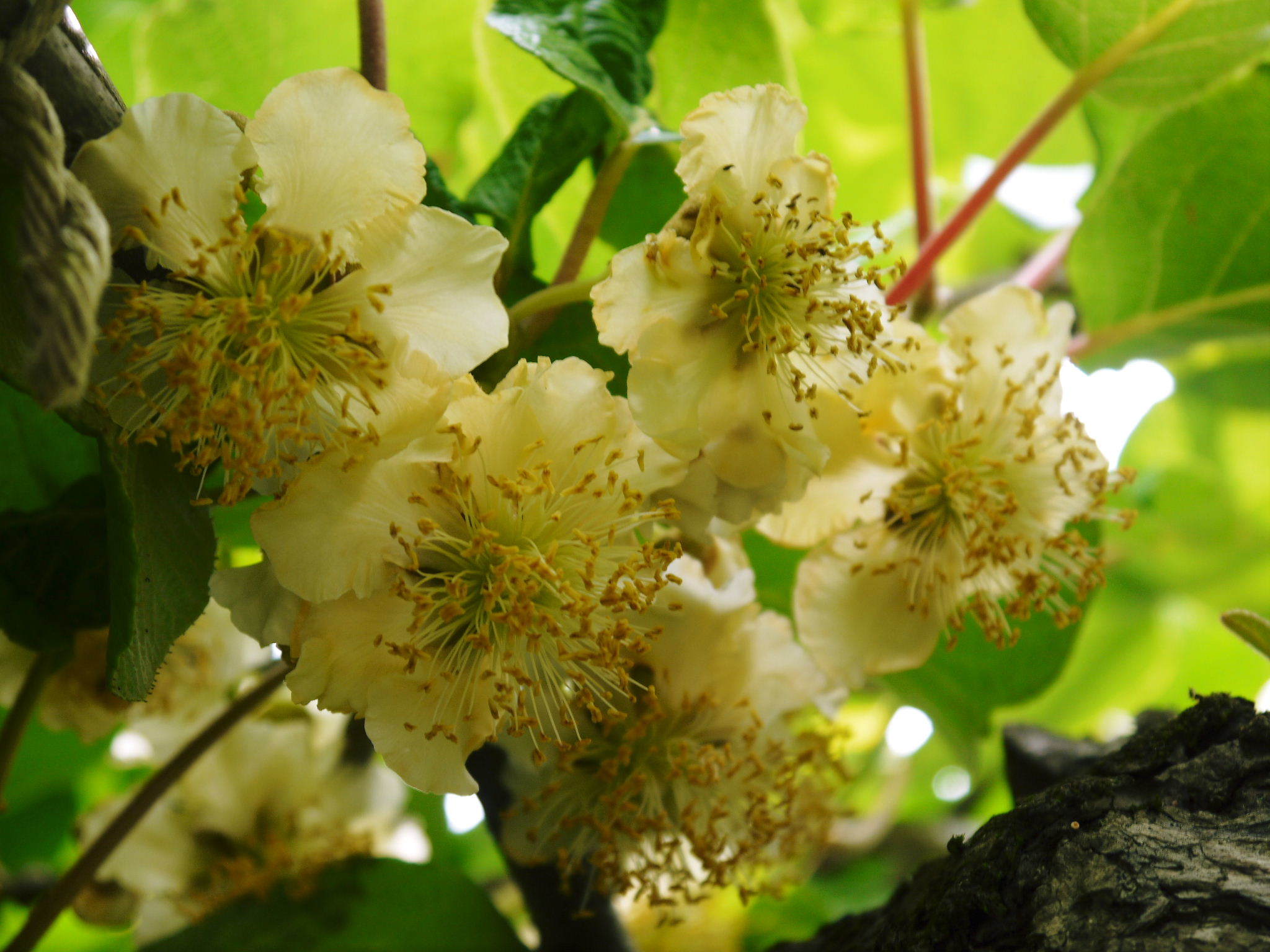 水源キウイ 開花から交配、着果、そして摘果作業の話し(2020年) _a0254656_18585923.jpg