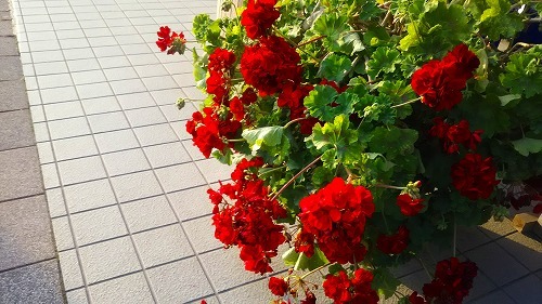 わたし 待つわ いつまでも待つわ ってもう 待ちません レイコさんの鹿児島スケッチ わたし 待つわ いつまでも待つわ ってもう 待ちません レイコさんの鹿児島スケッチ