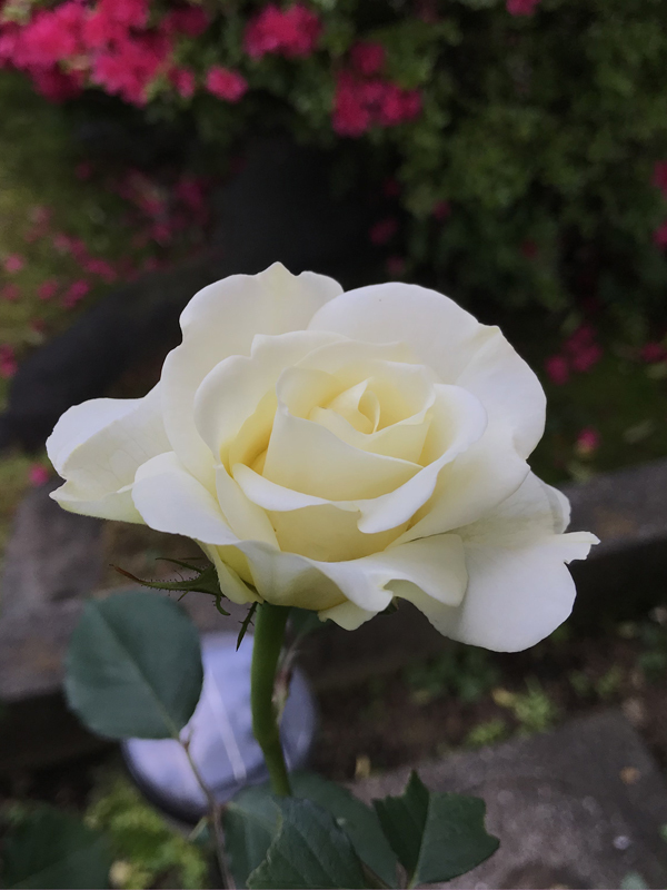 C Iさんの日本のバラ 和音_a0094959_11275258.jpg