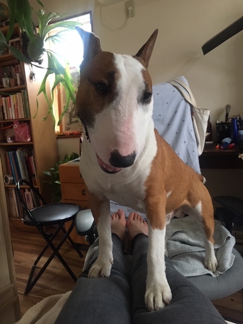 散歩の前のうだうだ ミニチュアブルテリア ダージと一緒3 散歩の前のうだうだ ミニチュアブルテリア ダージと一緒3