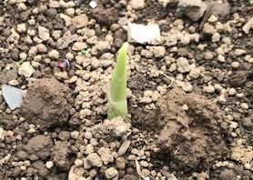 生姜の発芽確認 ネギの定植に向けた準備5 24 北鎌倉湧水ネットワーク 生姜の発芽確認 ネギの定植に向けた準備5 24 北鎌倉湧水ネットワーク