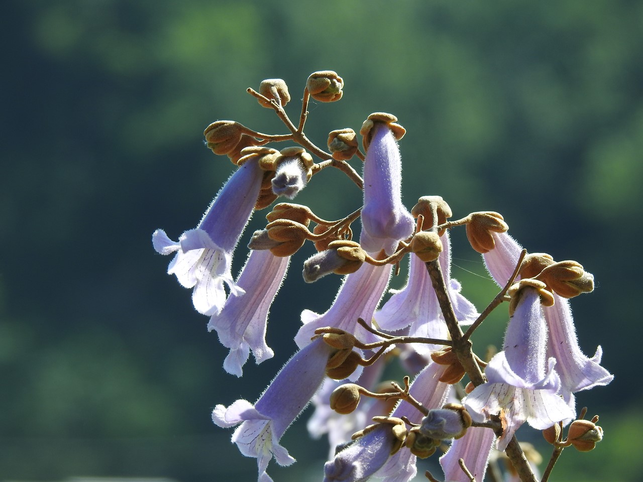 『武儀川沿いに咲く桐(キリ)の花など･････』_d0054276_19495721.jpg