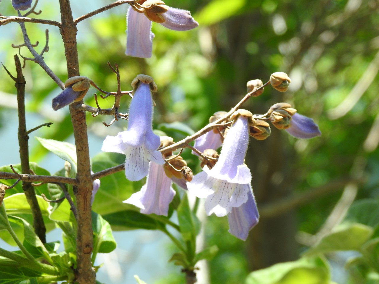 武儀川沿いに咲く桐 キリ の花など 自然風の自然風だより