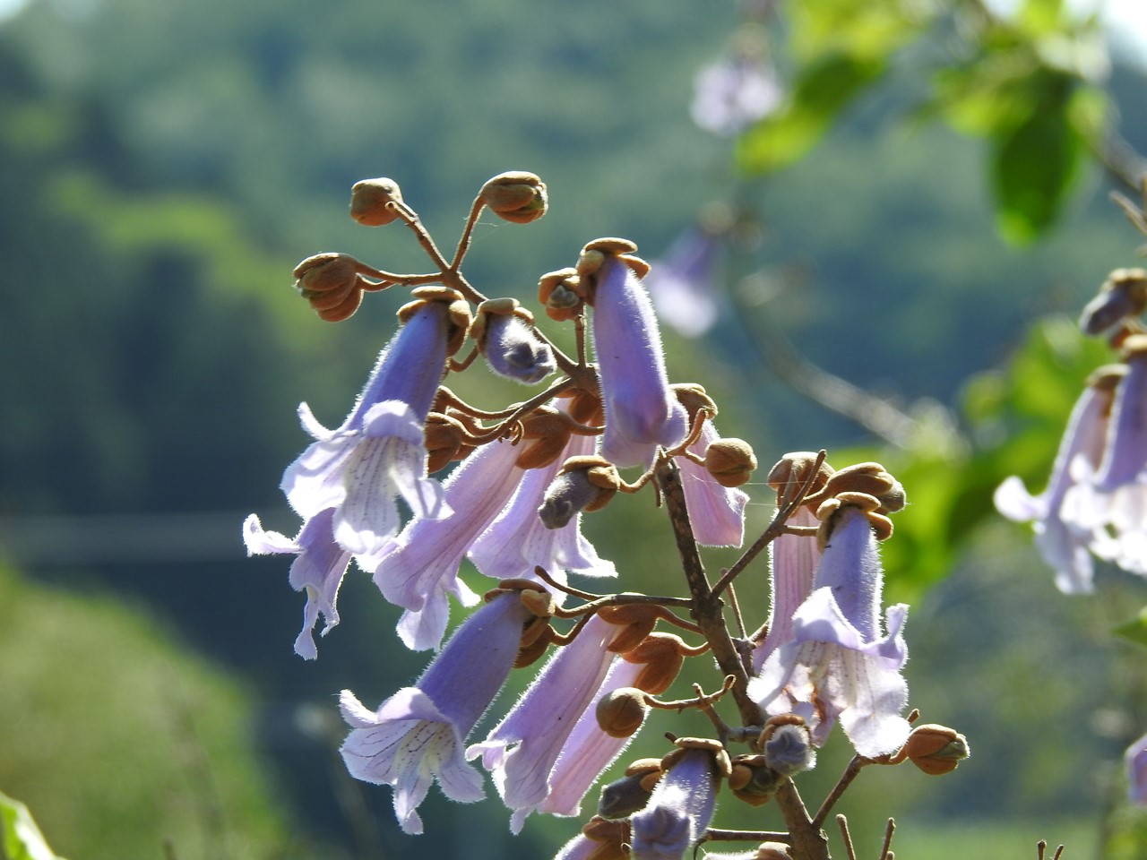武儀川沿いに咲く桐 キリ の花など 自然風の自然風だより