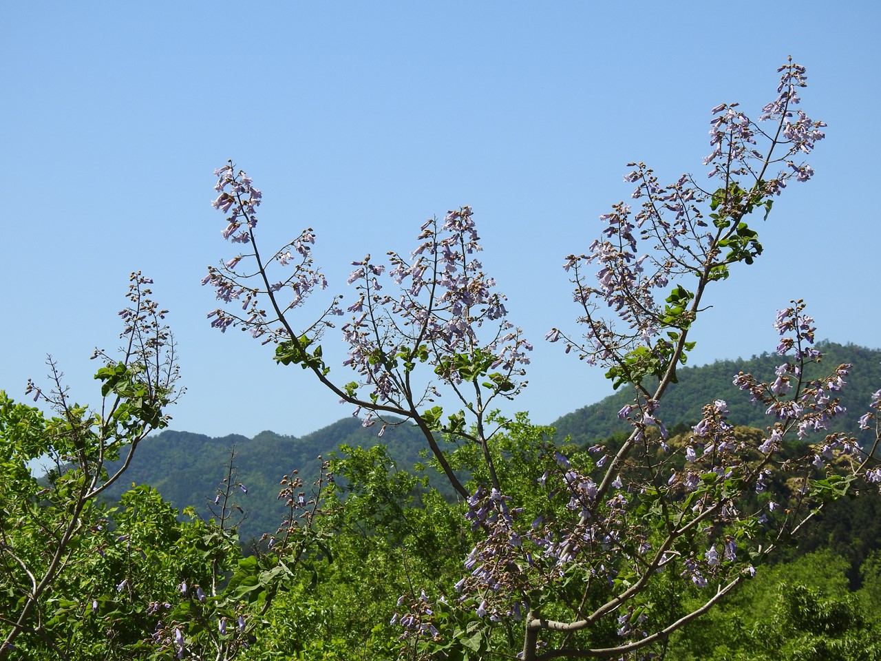 『武儀川沿いに咲く桐(キリ)の花など･････』_d0054276_19511818.jpg