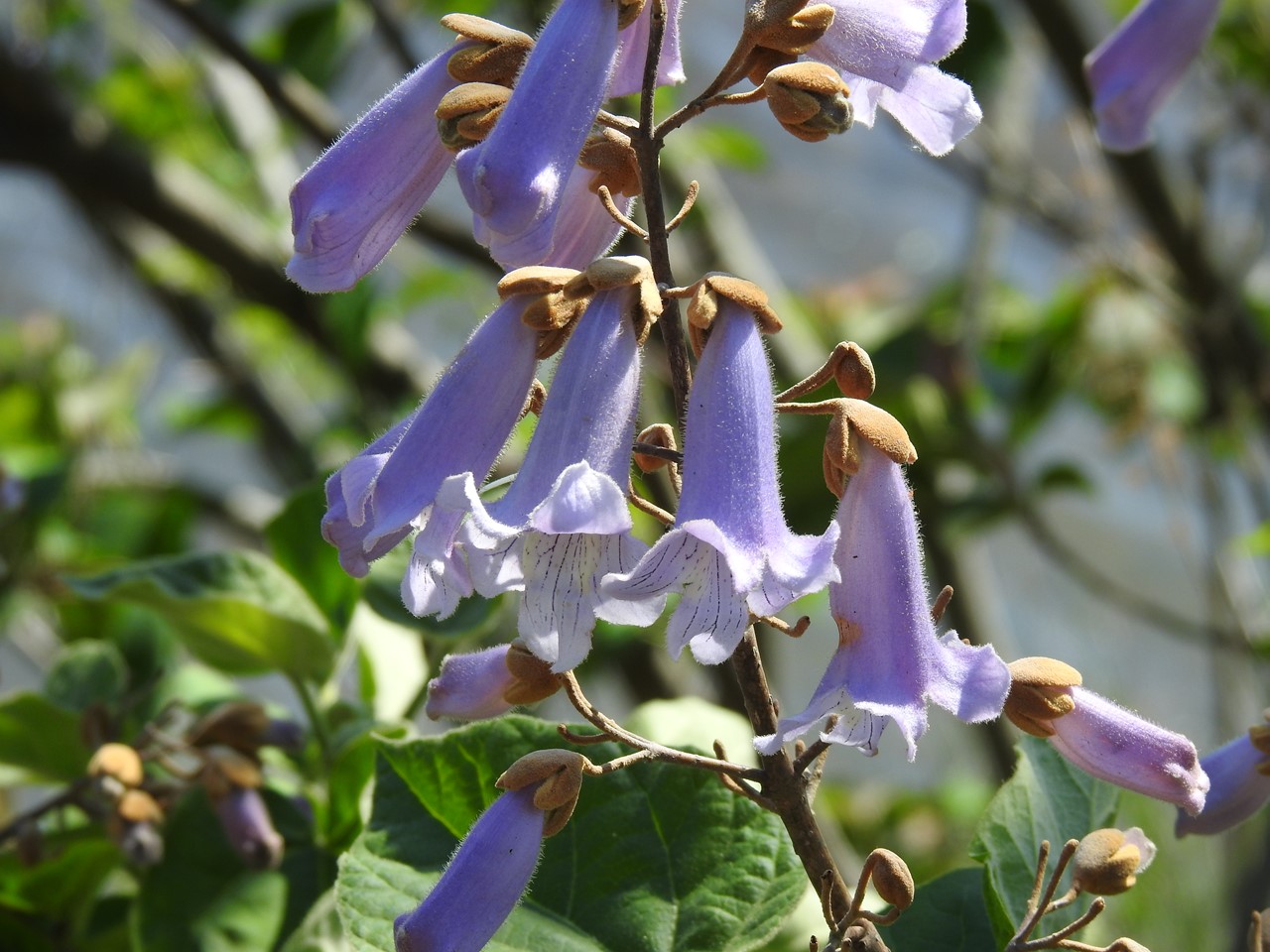 『武儀川沿いに咲く桐(キリ)の花など･････』_d0054276_19522658.jpg