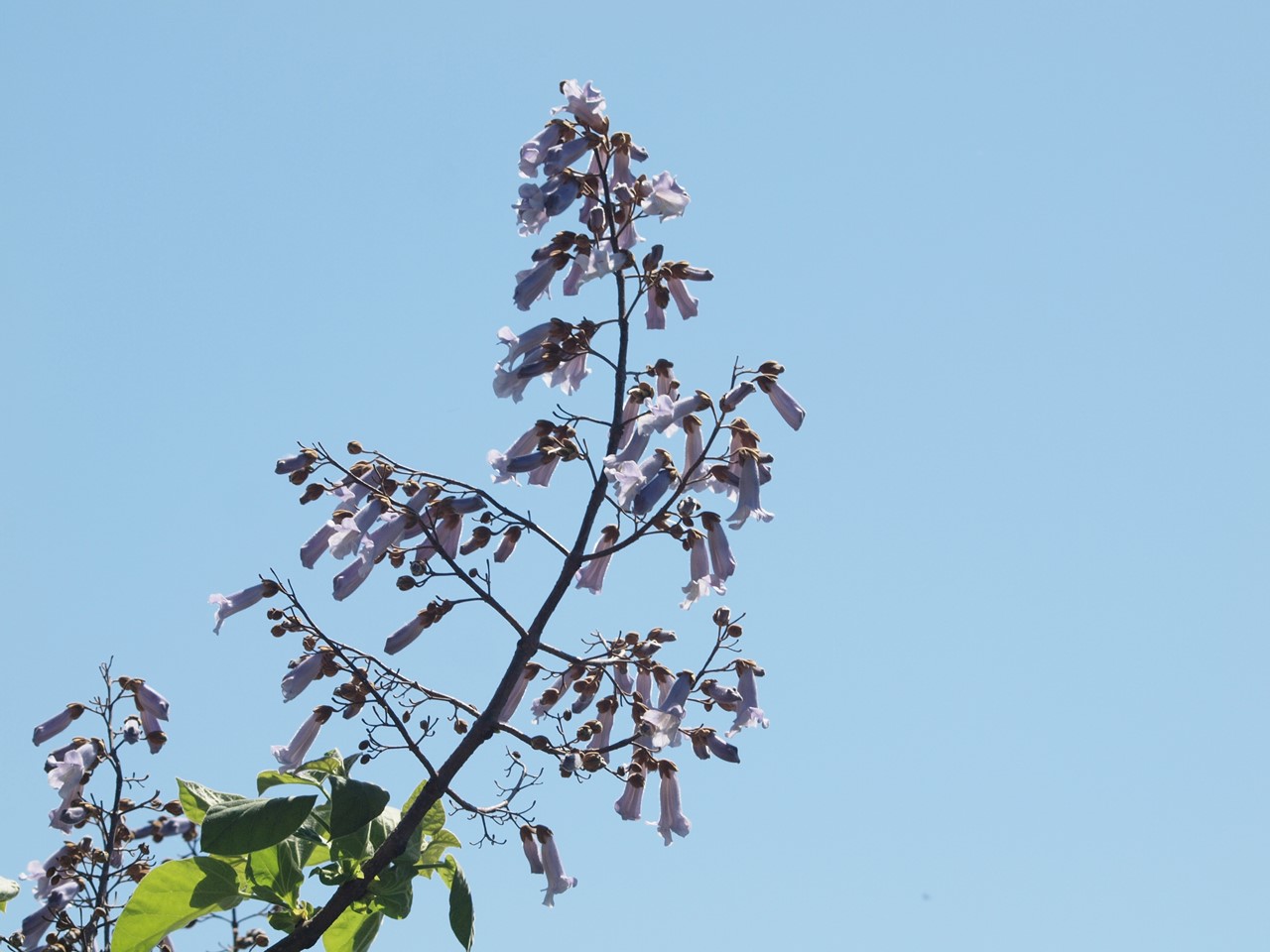 『武儀川沿いに咲く桐(キリ)の花など･････』_d0054276_1953864.jpg