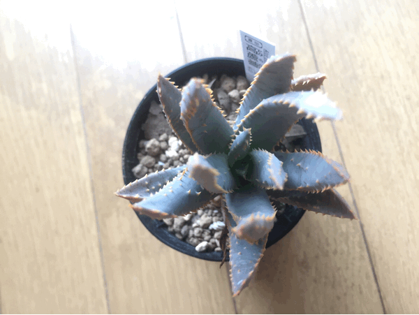 アロエ第三の刺客 アロエ ディコトマ サイキック迷子 アロエ第三の刺客 アロエ ディコトマ サイキック迷子