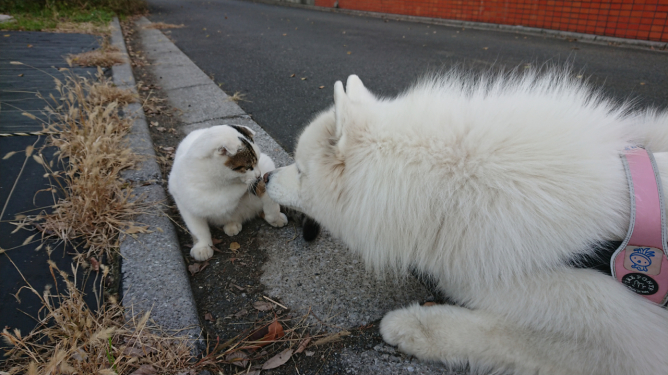 ジュリと猫_c0064678_00125499.jpg