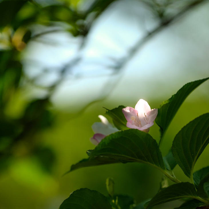 花散歩　過去写真から　４_e0243382_18393853.jpg