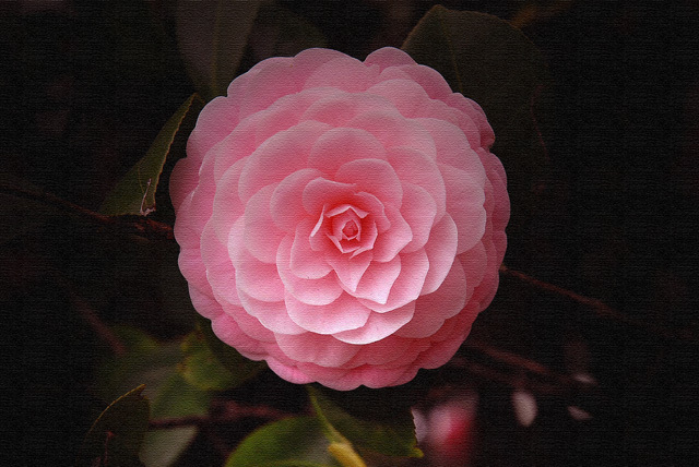 ソフィア・ローレンの夏_d0085887_06281117.jpg