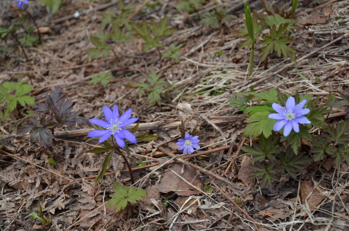 山の恵み_d0077992_10005552.jpg