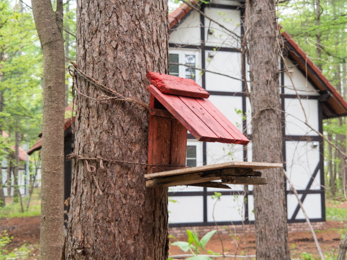 久し振りに”リス小屋”をリフォーム・・エゾリス君も衣替え中!_f0276498_12525173.jpg