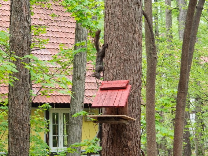 久し振りに”リス小屋”をリフォーム・・エゾリス君も衣替え中!_f0276498_12531047.jpg