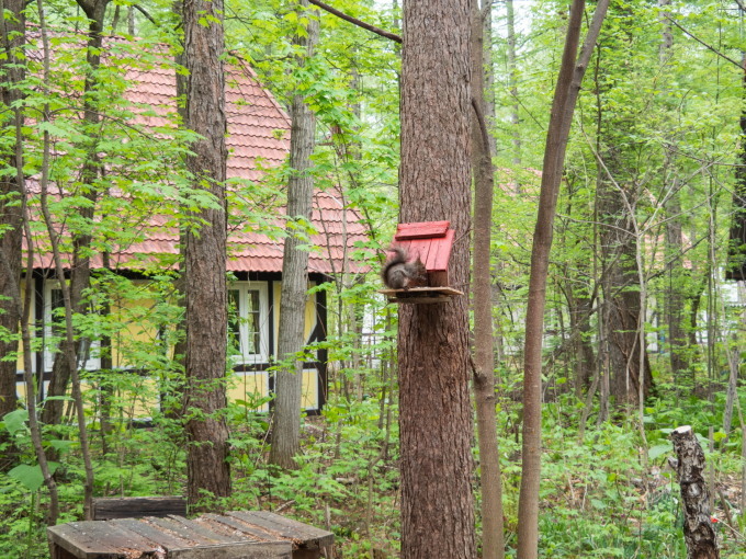 久し振りに”リス小屋”をリフォーム・・エゾリス君も衣替え中!_f0276498_12535331.jpg