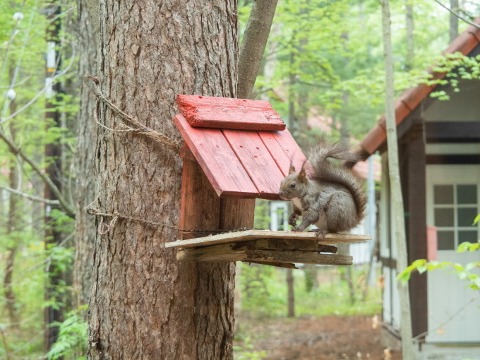 久し振りに”リス小屋”をリフォーム・・エゾリス君も衣替え中!_f0276498_12540548.jpg