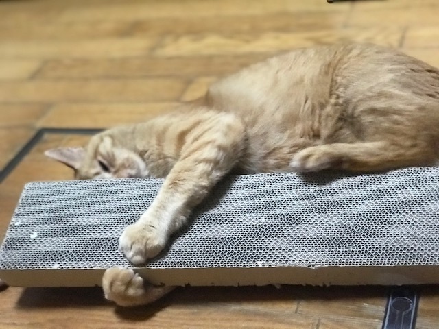 驚愕の14.5キロ!!_f0242002_13255848.jpg