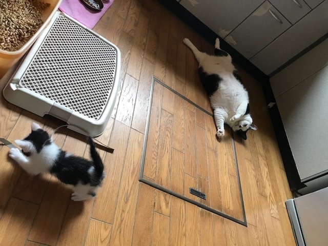 驚愕の14.5キロ!!_f0242002_13460069.jpg