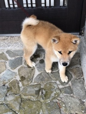 徐々に普通の暮らしに近づいてきたが…_a0346704_18492746.jpg