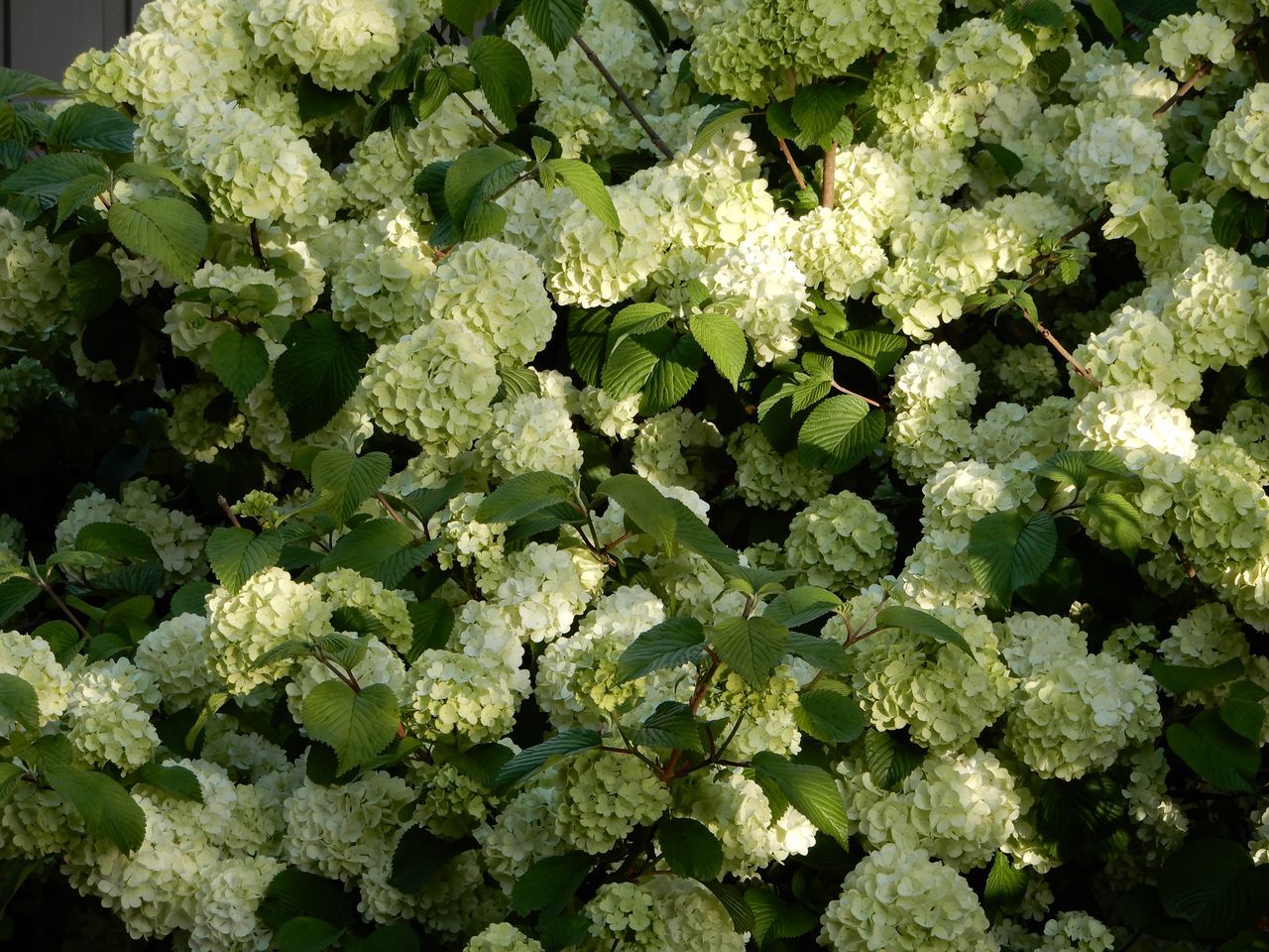 白さが増してきたオオデマリ_c0025115_22554220.jpg