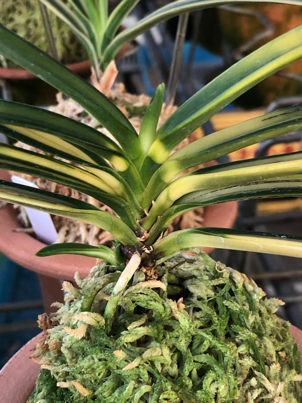 富貴蘭真砂系白牡丹