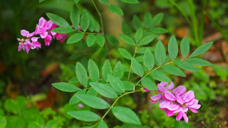 日当たりの悪い庭の花など 58歳 専業主婦やってます 日当たりの悪い庭の花など 58歳 専業主婦やってます