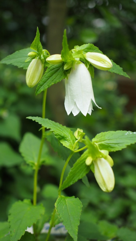 日当たりの悪い庭の花など 58歳 専業主婦やってます 日当たりの悪い庭の花など 58歳 専業主婦やってます